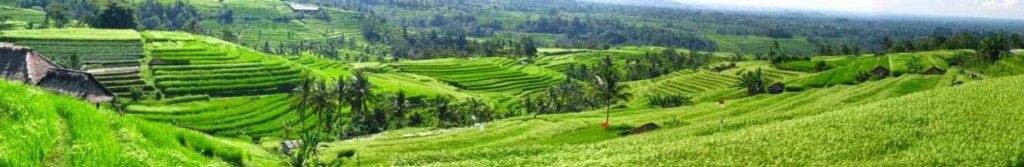 Jatuwulih rice terraces