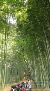 Bamboo grove, Arashimaya