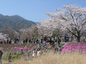 Cherry blossom by Kawaguchiko