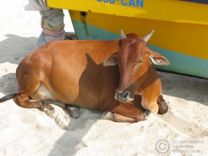 Beach cow