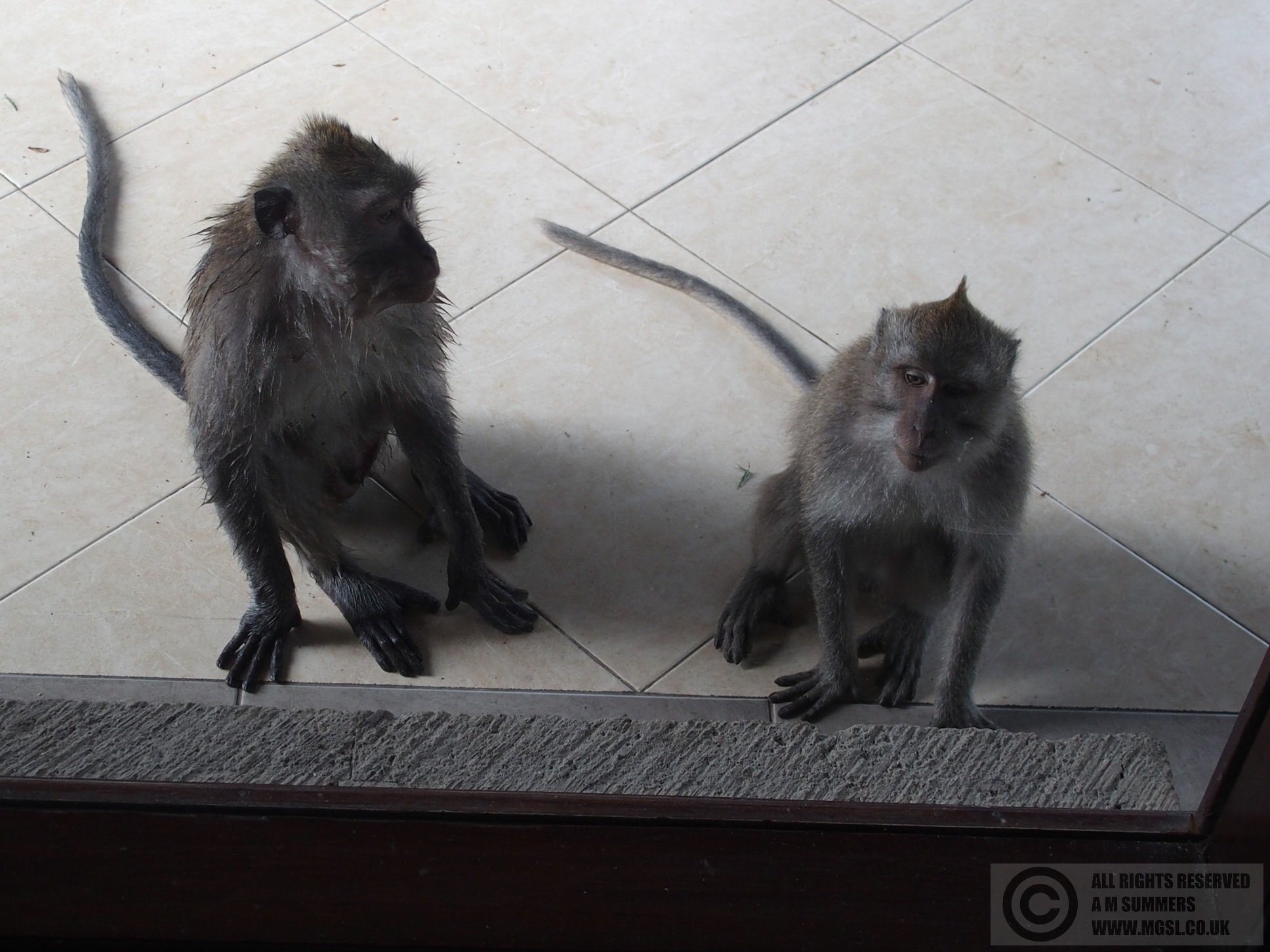 Monkeys trying to break into the houee, Nyuh Kuning, Ubud, Bali
