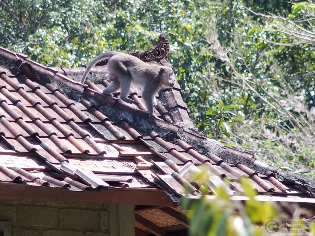 Monkey damage to roof, Nyuh Kuning
