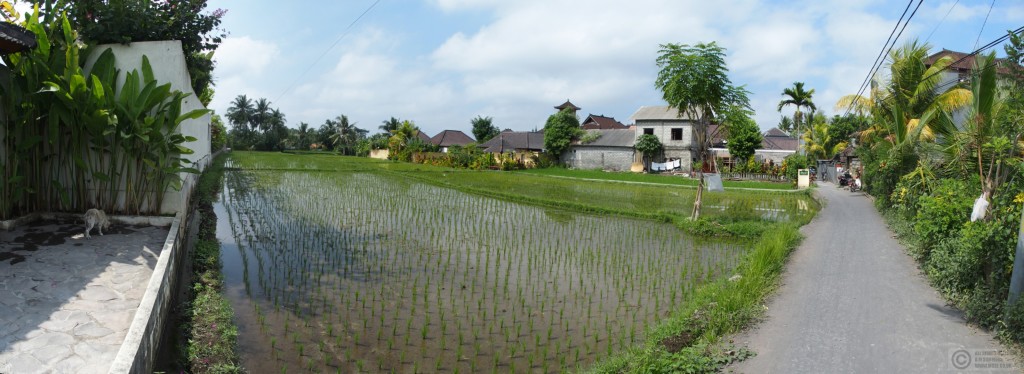 Ricefields near Penestanan