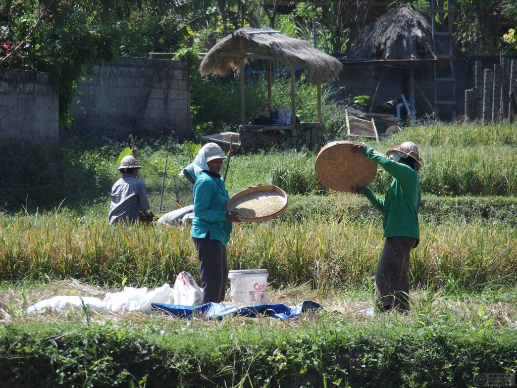 Harvesting the rice in Nyuh Kuning
