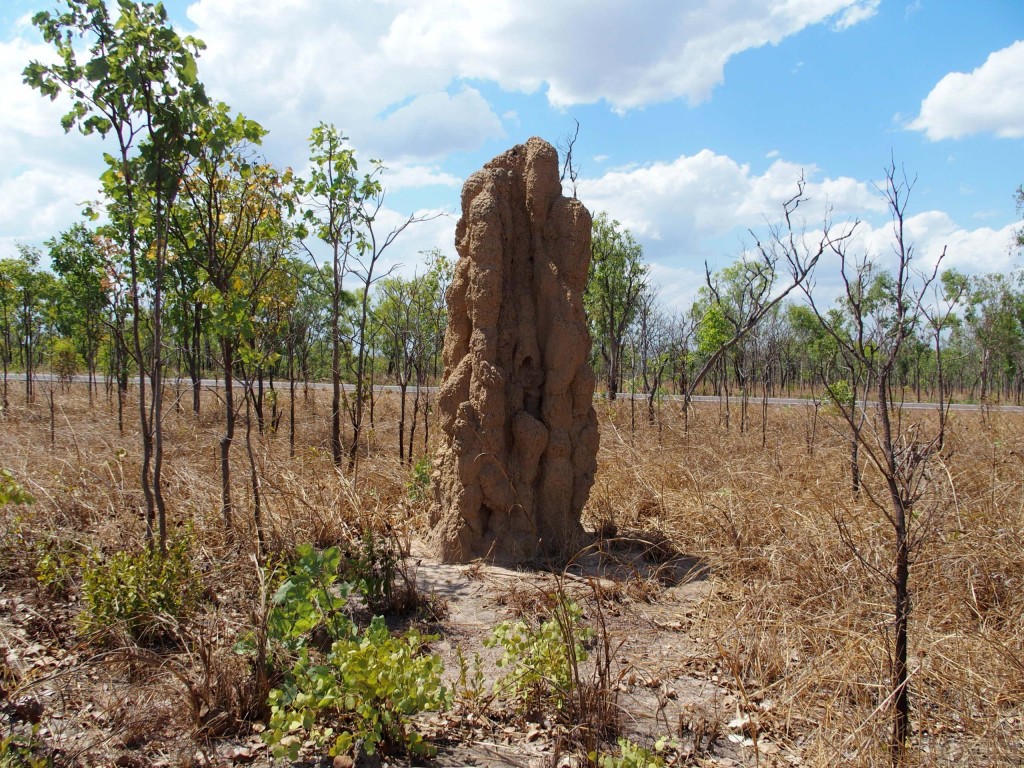 Termite mound by the Arnhem Highway