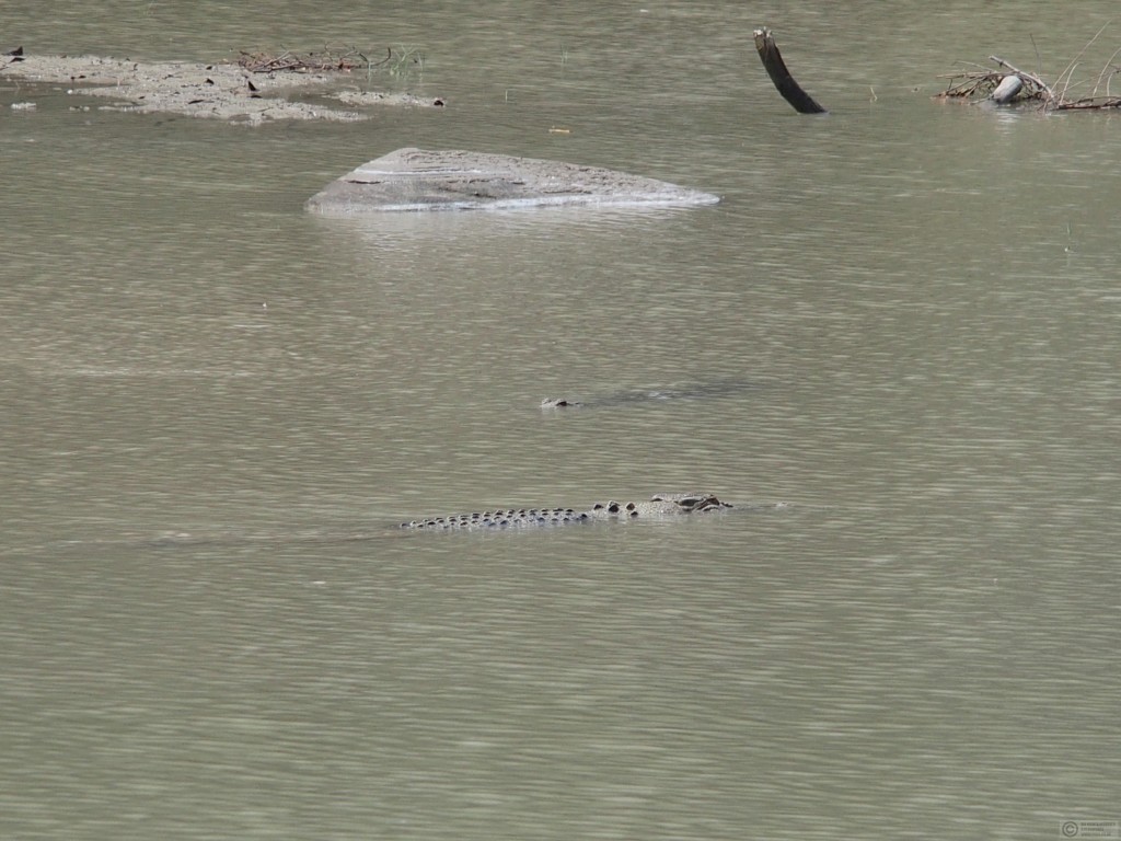 Crocodiles at Cahill's Crossing