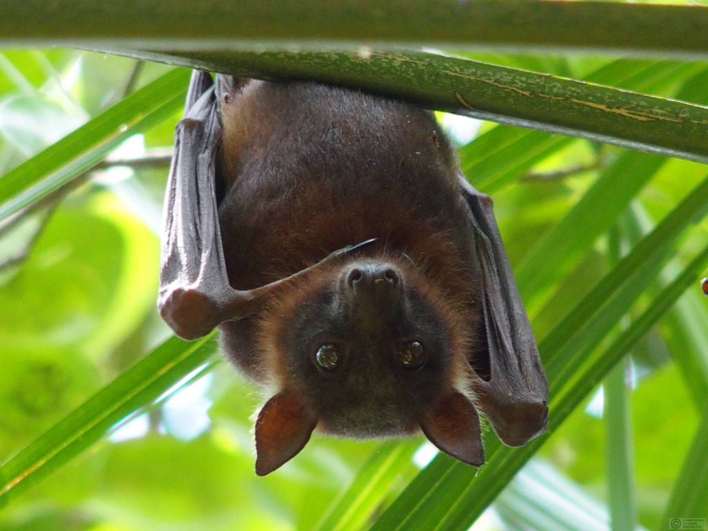 Fruit bat at Mangarre