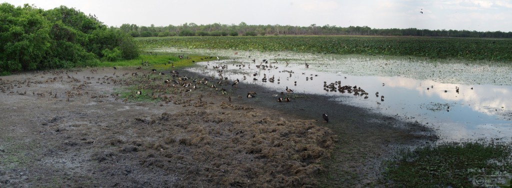 Mamakula Wetlands