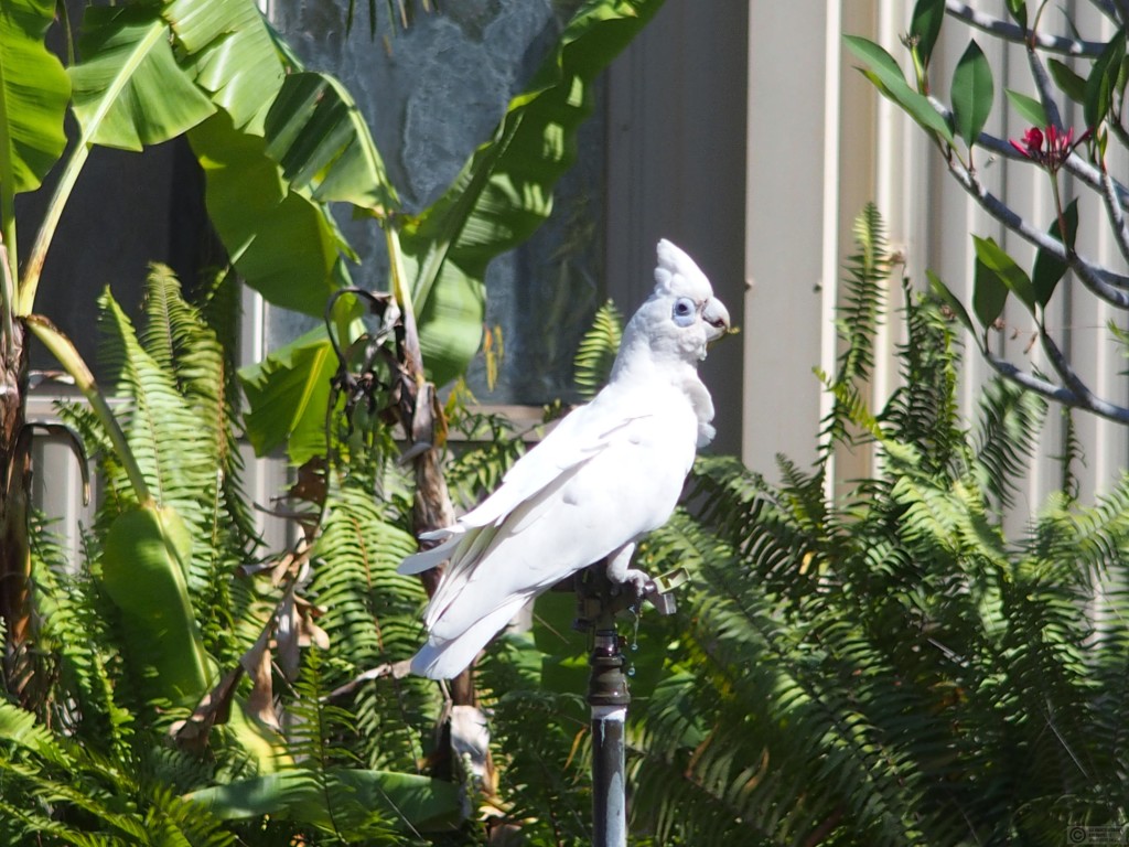 Little Corella cockatoo