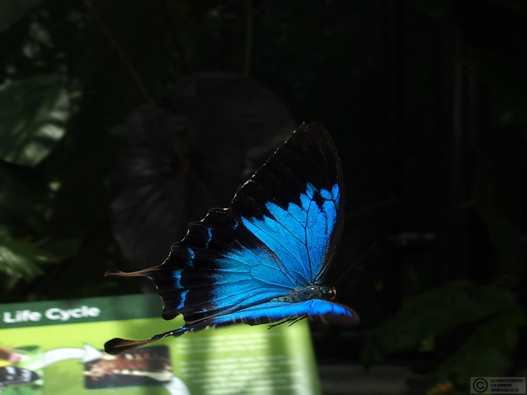 Ulysses butterfly in the fern house