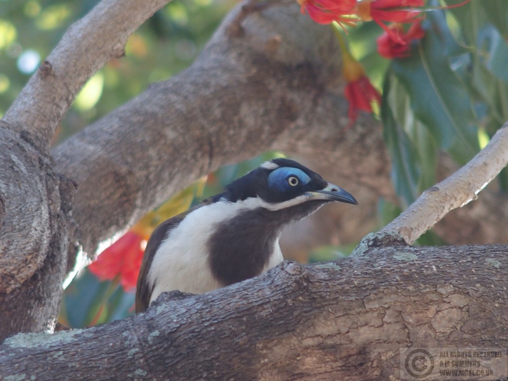 Blue-faced honeyeater, Townsville