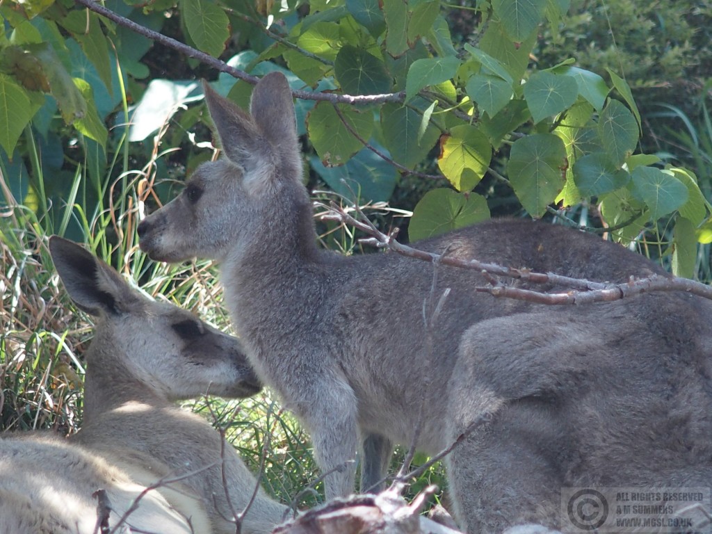 Grey kangaroos in North Gorge