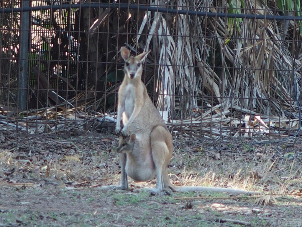 2015-11-12 Darwin, Australia