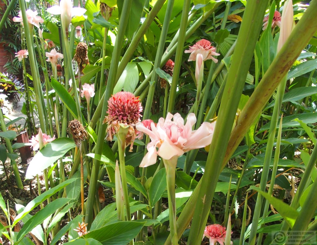 Torch ginger flowers in the Botanic Gardens